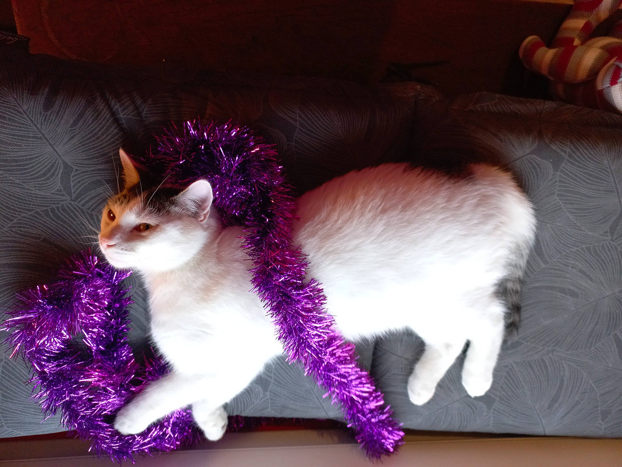 Cooky participe au concours pour gagner de l'argent avec cette photo : art, carnivore, cat, claw, domestic_short_haired_cat, felidae, fur, lap, magenta, mammal, paw, petal, plant, purple, small_to_medium_sized_cats, snout, tail, whiskers