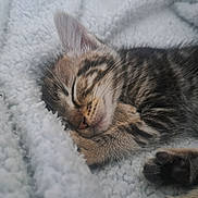 Rinner participe au concours pour gagner de l'argent avec cette photo : kitten, cat, sleeping, tabby, fur, whiskers, paw, blanket, cozy, cute, pet, animal, resting, closeup, indoor, soft, feline, adorable, peaceful, nap