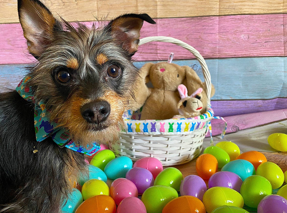 Frank is registered to the contest to win money with this photo: ball, basket, canidae, carnivore, companion_dog, dog, dog_breed, dog_supply, easter, event, fashion_accessory, fawn, fur, holiday, pet_supply, small_terrier, snout, sporting_group, toy_dog, working_animal