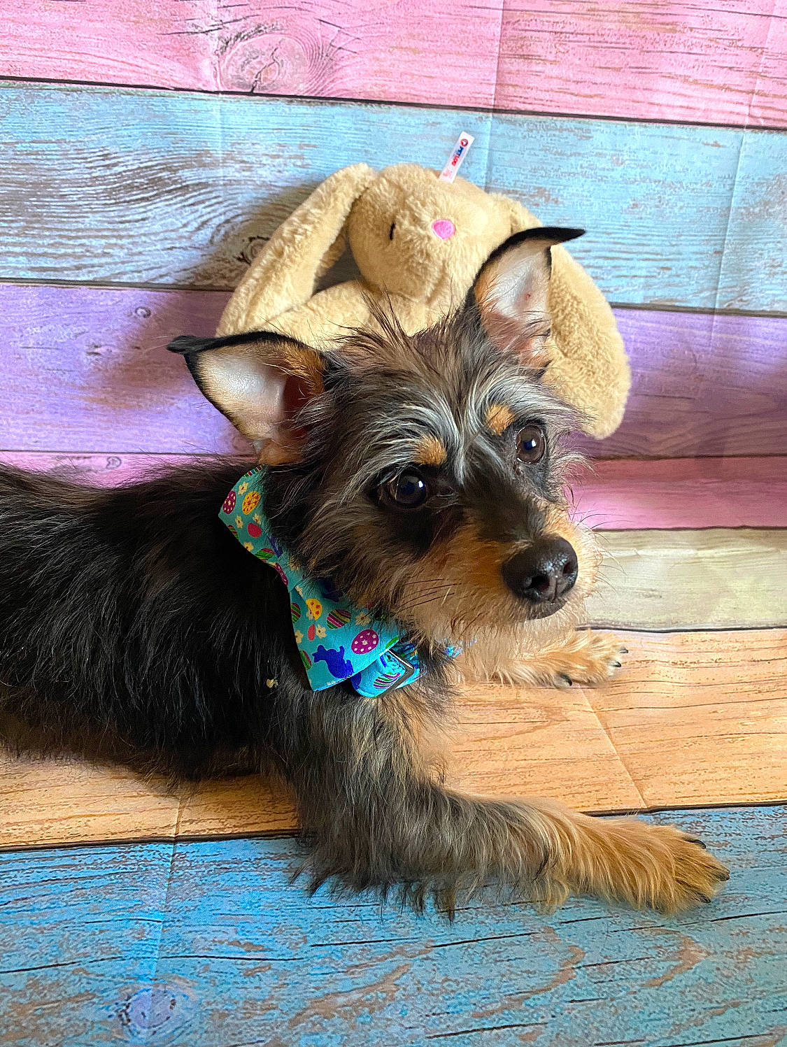 Frank is registered to the contest to win money with this photo: canidae, carnivore, collar, companion_dog, dog, dog_breed, dog_collar, dog_supply, fashion_accessory, fawn, flooring, fur, hat, leash, liver, pet_supply, toy_dog, wood, working_animal, yorkshire_terrier