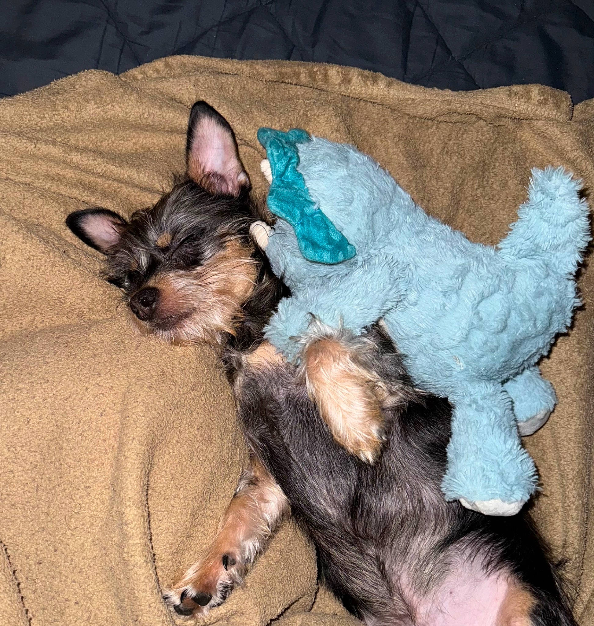 Frank joined the competition — help win amazing prizes! art, canidae, carnivore, claw, comfort, companion_dog, dog, dog_breed, dog_supply, ear, fawn, felidae, fur, liver, paw, sporting_group, tail, toy_dog, whiskers, working_animal