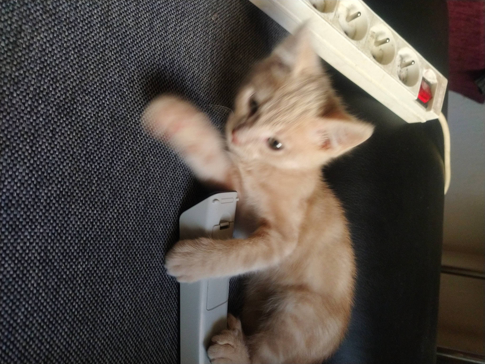 Zizou a rejoint le concours — aidez-le/la à gagner de superbes lots ! canidae, carnivore, cat, claw, domestic_short_haired_cat, fawn, felidae, fur, gesture, nail, paw, remote_control, small_to_medium_sized_cats, snout, tail, whiskers