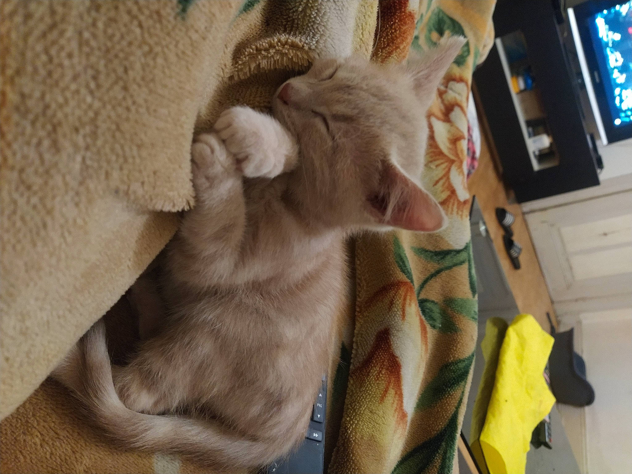 Zizou participe au concours pour gagner de l'argent avec cette photo : cow_goat_family, display_device, ear, fawn, fur, goat, goat_antelope, goats, home_appliance, horn, houseplant, livestock, natural_material, snout, television, terrestrial_animal, wood