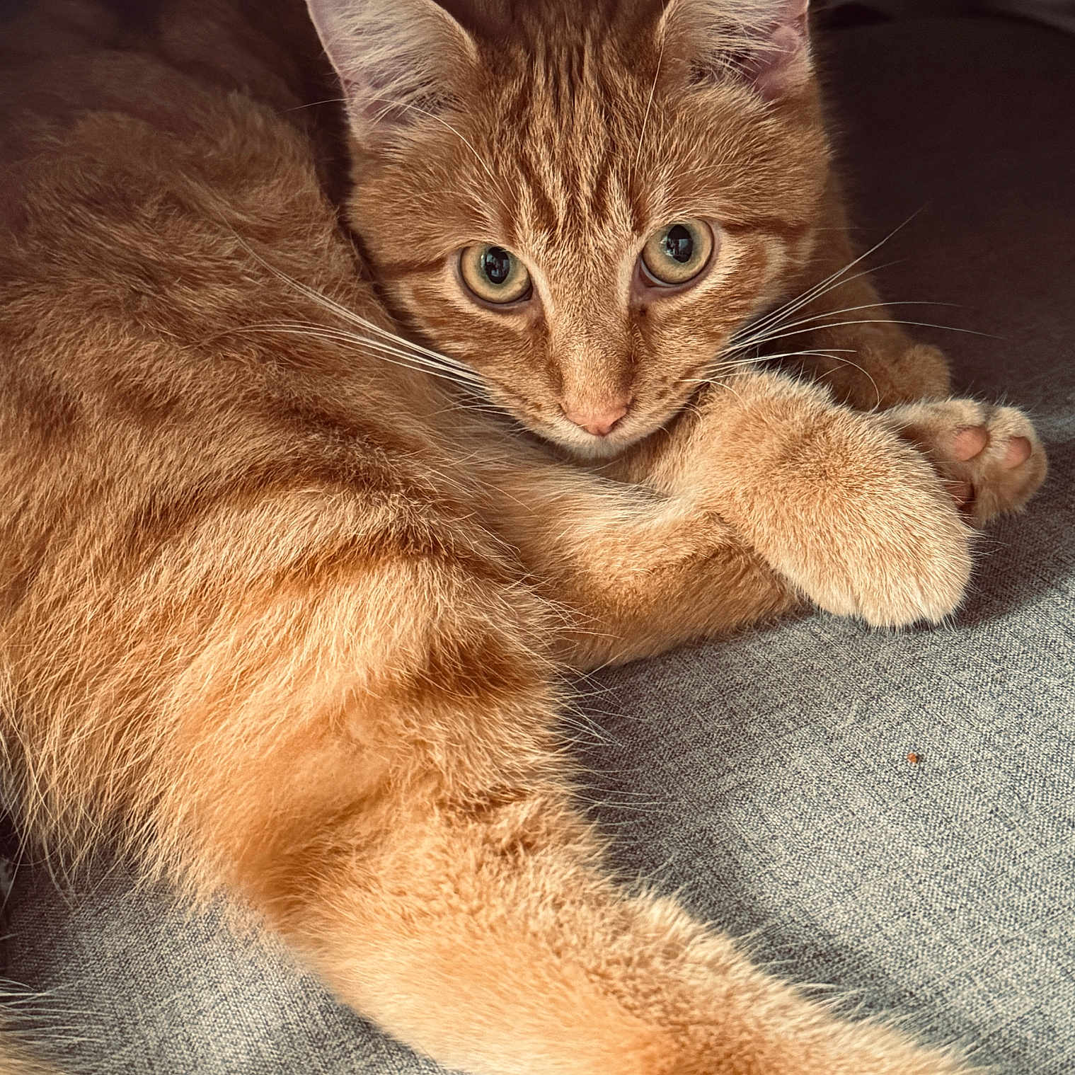 Archie joined the competition — help win amazing prizes! abyssinian, animal, cat, hardwood, kitten, manx, pet, wood