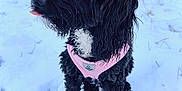 Minnie is registered to the contest to win money with this photo: dog, black_dog, pink_harness, snow, outdoor, cute, pet, animal, fur, tongue_out, winter, playful, small_dog, curly_fur, graffiti, background, standing, looking_away, daylight, close_up