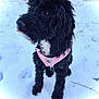 dog, black_dog, pink_harness, snow, outdoor, cute, pet, animal, fur, tongue_out, winter, playful, small_dog, curly_fur, graffiti, background, standing, looking_away, daylight, close_up