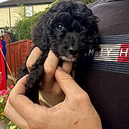 Minnie joined the competition — help win amazing prizes! puppy, dog, black_dog, curly_fur, pet, hand, person, outdoor, garden, flowers, fence, shirt, casual_clothing, close_up, cute, animal, young_dog, portrait, holding, daylight