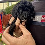 puppy, dog, black_dog, curly_fur, pet, hand, person, outdoor, garden, flowers, fence, shirt, casual_clothing, close_up, cute, animal, young_dog, portrait, holding, daylight
