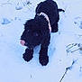 Minnie joined the competition — help win amazing prizes! dog, puppy, black_dog, snow, winter, collar, licking_nose, outdoor, animal, pet, curious, fur, grass, nature, playful, young_dog, cold, cute, mammal, canine