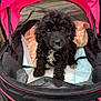 Minnie is registered to the contest to win money with this photo: puppy, dog, pet_stroller, pink, black, curly_fur, blanket, cute, animal, indoors, soft, pet, young_dog, cozy, fur, looking_up, small, comfort, black_and_white, close_up