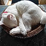 cat, white_cat, sleeping, curled_up, pet, feline, cozy, indoor, bed, cardboard, scratcher, relaxation, fur, animal, domestic, cute, resting, table, chair, window