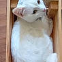 cat, white_cat, wooden_crate, pet, animal, fur, curled_up, indoor, floor, box, cute, whiskers, ears, tail, resting, cozy, looking_back, domestic_cat, feline, wood
