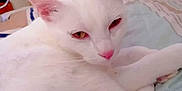 Nuage participe au concours pour gagner de l'argent avec cette photo : cat, white_cat, pet, animal, indoor, bed, resting, pink_nose, pink_ears, fur, closeup, sleepy, feline, domestic_cat, cute, cozy, relaxed, side_eye, soft_lighting, household