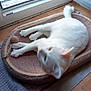 cat, white_cat, pet, indoor, mat, toy, window, floor, sleepy, blurred_face, feline, paw, tail, cozy, home, resting, animal, wooden_floor, sunlight, relaxation