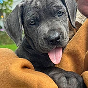 Rogue joined the competition — help win amazing prizes! puppy, dog, tongue_out, gray_fur, close_up, cute, pet, animal, paw, person, human_hand, sleeve, mustard_color, outdoor, greenery, face, fur_texture, adorable, young_dog, smiling