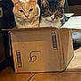 Tigresse Et Calin a rejoint le concours — aidez-le/la à gagner de superbes lots ! animal, box, brown_cat, cat, closeup, container, cozy, curious, cute, domestic, ears, feline, floor, hiding, indoor, pet, striped_cat, tile, two_cats, whiskers