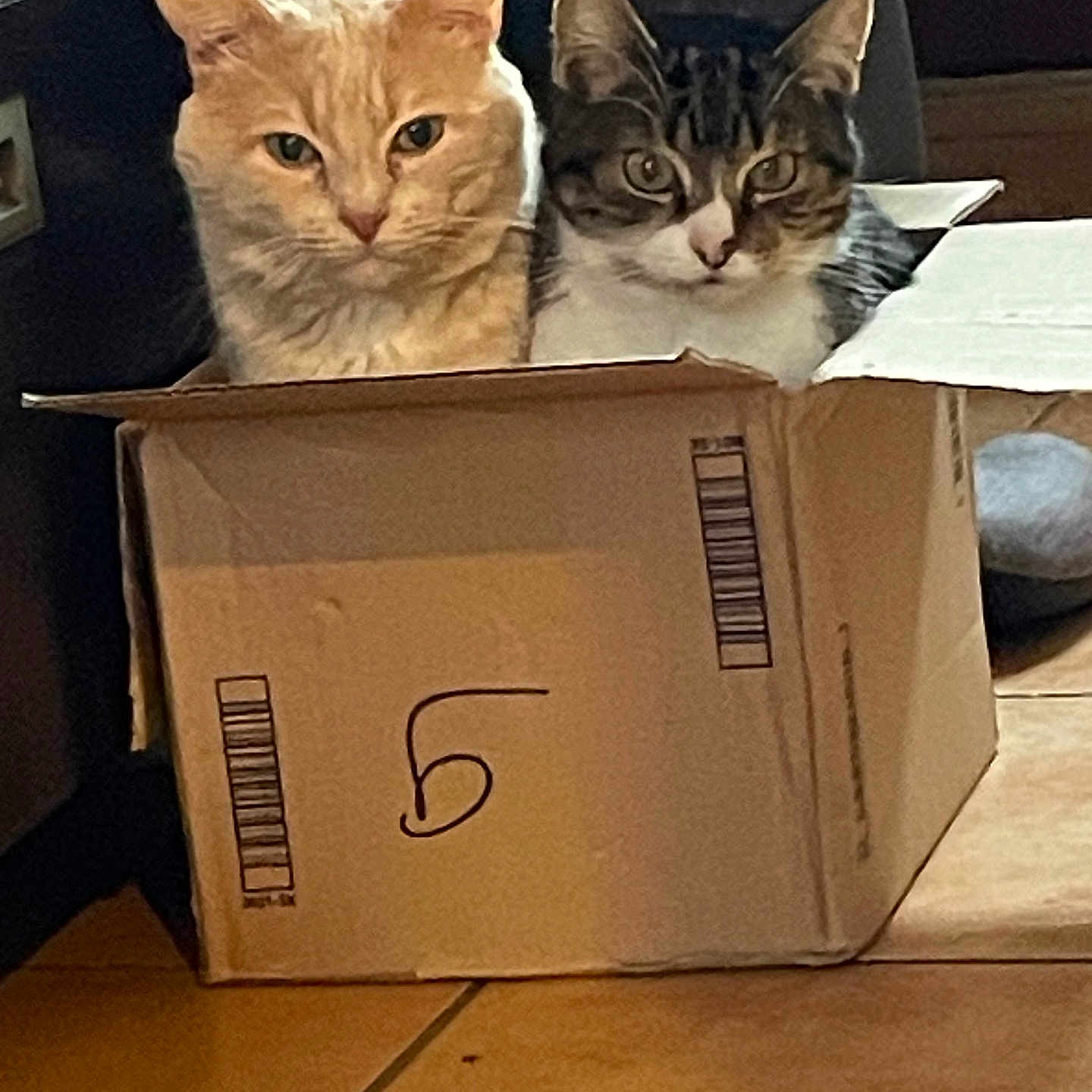 Tigresse Et Calin a rejoint le concours — aidez-le/la à gagner de superbes lots ! animal, box, brown_cat, cat, closeup, container, cozy, curious, cute, domestic, ears, feline, floor, hiding, indoor, pet, striped_cat, tile, two_cats, whiskers