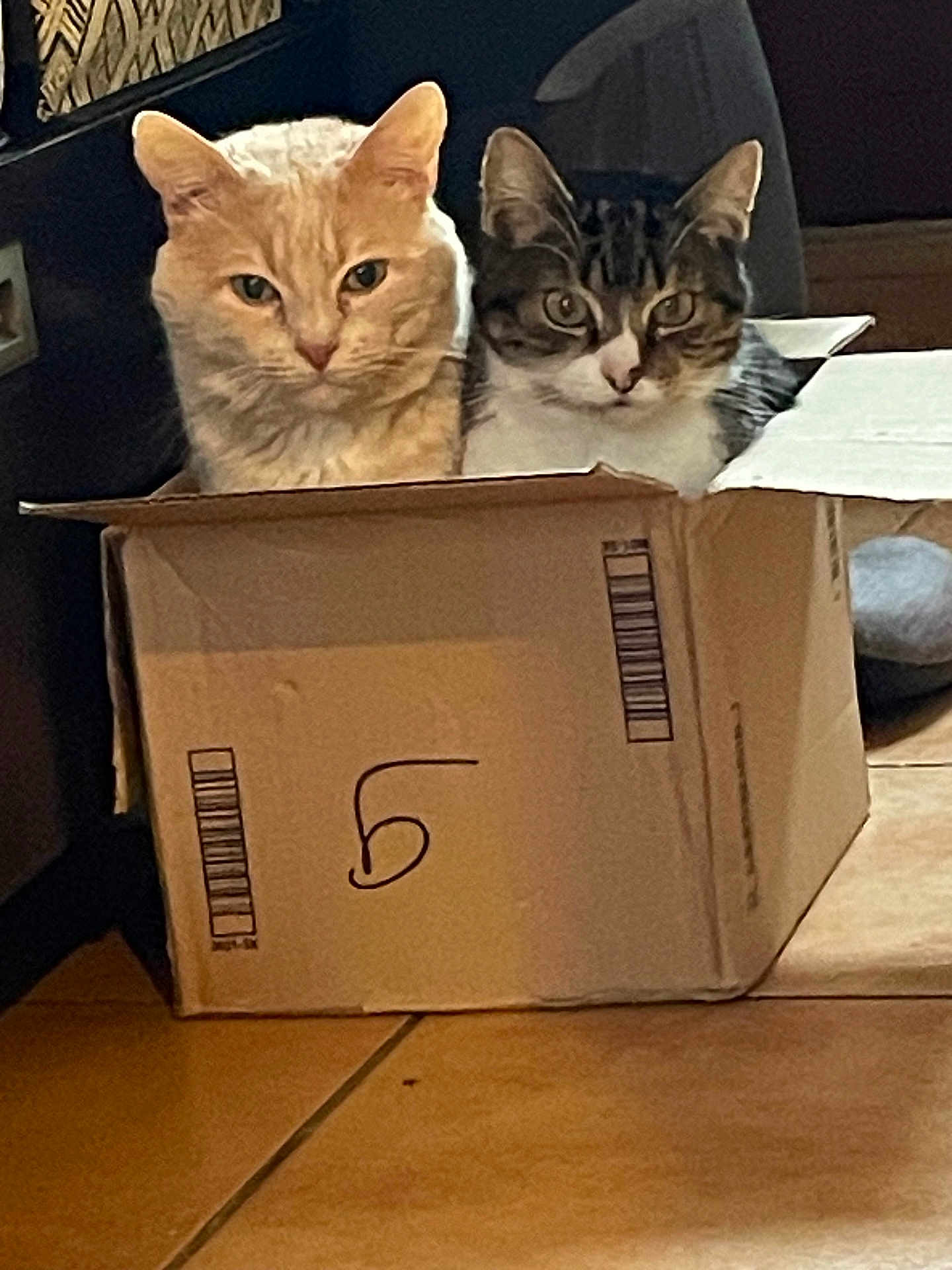 Tigresse Et Calin a rejoint le concours — aidez-le/la à gagner de superbes lots ! animal, box, brown_cat, cat, closeup, container, cozy, curious, cute, domestic, ears, feline, floor, hiding, indoor, pet, striped_cat, tile, two_cats, whiskers
