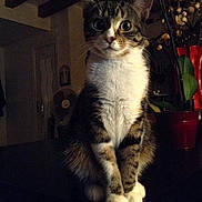 Tigresse a rejoint le concours — aidez-le/la à gagner de superbes lots ! cat, tabby_cat, white_paws, indoor, pet, animal, feline, curious, sitting, wide_eyes, wooden_beams, plant, decor, dark_background, home, domestic_cat, fur, whiskers, ears, face