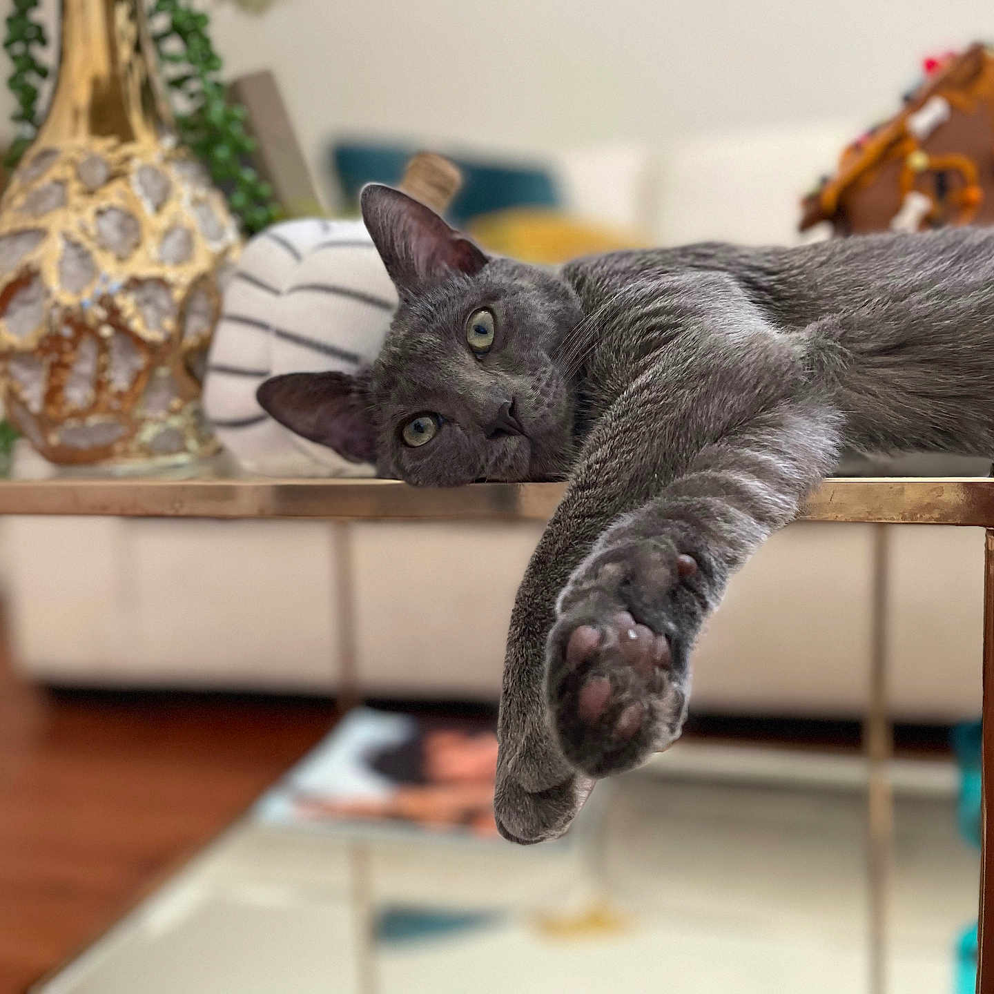 Muncy joined the competition — help win amazing prizes! abyssinian, animal, architecture, building, cat, furniture, hardwood, indoors, interiordesign, kitten, livingroom, manx, pet, plywood, pottery, room, shelf, table, toy, wood