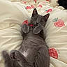 Truffles joined the competition — help win amazing prizes! cat, gray_cat, kitten, lying_down, blanket, strawberry_pattern, bed, indoor, pet, cute, feline, fur, relaxed, paws, collar, playful, cozy, animal, resting, young_cat