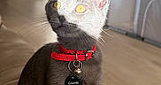 Truffles is registered to the contest to win money with this photo: animal, cat, collar_tag, couch, curious, domestic_animal, ears, feline, floor, gray_cat, home, indoor, pet, portrait, red_collar, sitting, sunlight, whiskers, yellow_eyes, young_cat