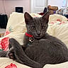 Truffles joined the competition — help win amazing prizes! kitten, gray_cat, pet, collar, indoor, blanket, bedroom, cute, animal, feline, young_cat, resting, domestic_cat, soft_fur, curious, wide_eyes, cozy, comfort, strawberry_pattern, home