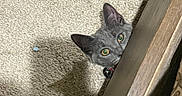Truffles is registered to the contest to win money with this photo: cat, gray_cat, peeking, curious, carpet, indoor, wood, shadow, pet, animal, feline, eyes, alert, home, floor, cute, playful, mischievous, fur, domestic