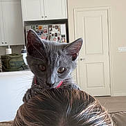 Truffles is registered to the contest to win money with this photo: kitten, cat, gray_cat, pet, indoor, person, hair, head, curious, collar, kitchen, couch, door, cabinet, home, feline, animal, whiskers, ears, domestic_cat