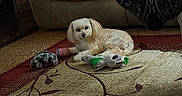 Marshmallow joined the competition — help win amazing prizes! dog, small_dog, fluffy, carpet, plush_toy, indoor, sofa, blanket, pet, cute, relaxed, home, fur, animal, toy, laying_down, cozy, living_room, curious, companion