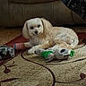 dog, small_dog, fluffy, carpet, plush_toy, indoor, sofa, blanket, pet, cute, relaxed, home, fur, animal, toy, laying_down, cozy, living_room, curious, companion