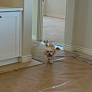 Marshmallow is registered to the contest to win money with this photo: dog, small_dog, indoor, floor_covering, brown_paper, renovation, window, doorway, light, white_wall, baseboard, cabinet, pet, walking, home, construction, natural_light, hallway, playful, cute