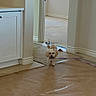 dog, small_dog, indoor, floor_covering, brown_paper, renovation, window, doorway, light, white_wall, baseboard, cabinet, pet, walking, home, construction, natural_light, hallway, playful, cute