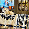 Marshmallow is registered to the contest to win money with this photo: dog, couch, blanket, living_room, person, television, wall_art, photographs, decor, sitting, furniture, home, pet, cozy, indoors, canine, blanket_pattern, stone_wall, candles, rabbit_figurine