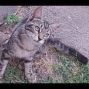 Chou a rejoint le concours — aidez-le/la à gagner de superbes lots ! alert, animal, cat, curious, cute, ears, fur, grass, ground, kitten, looking_up, mammal, nature, outdoor, pet, small, tabby, tail, whiskers, young