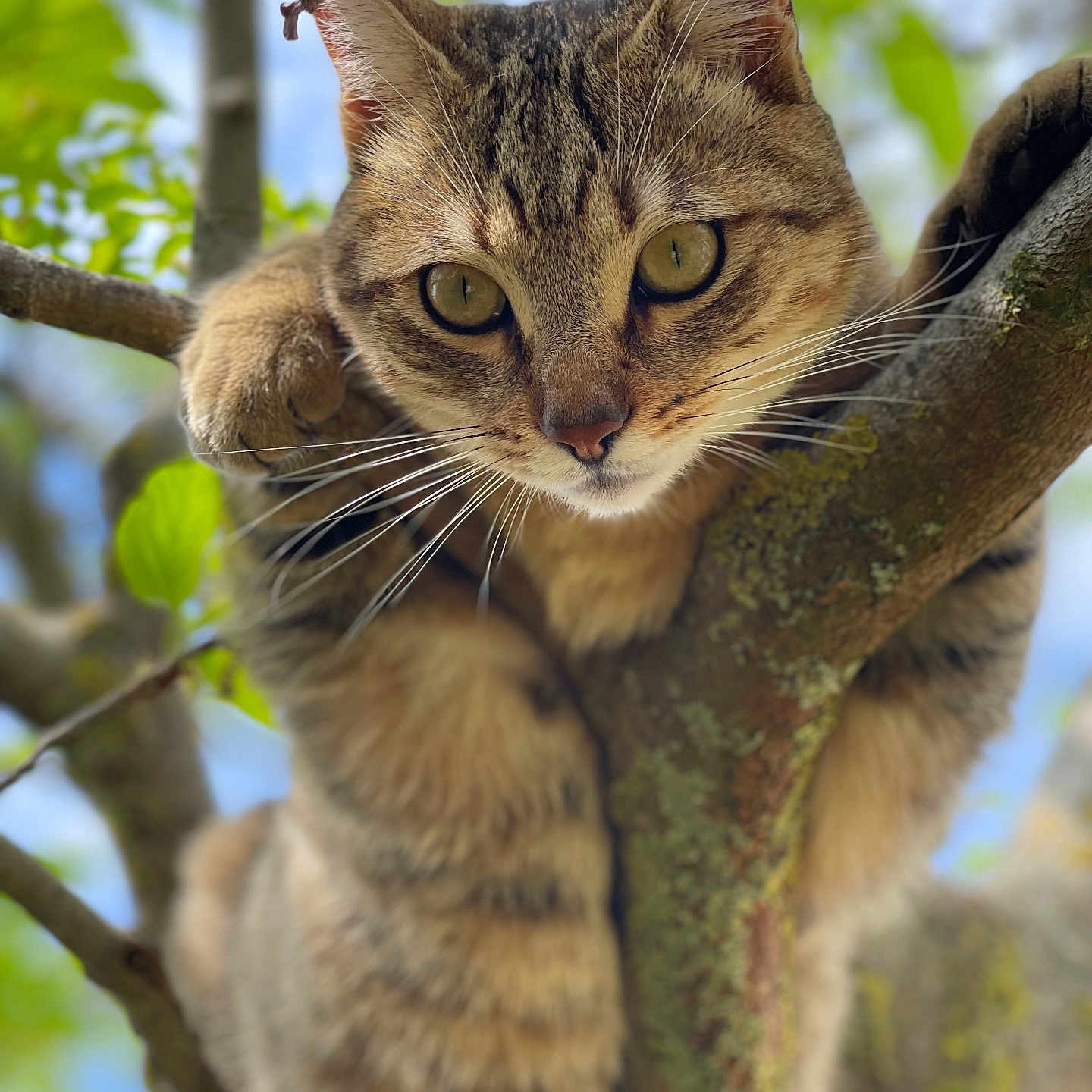 Loki a rejoint le concours — aidez-le/la à gagner de superbes lots ! abyssinian, animal, cat, kitten, manx, pet