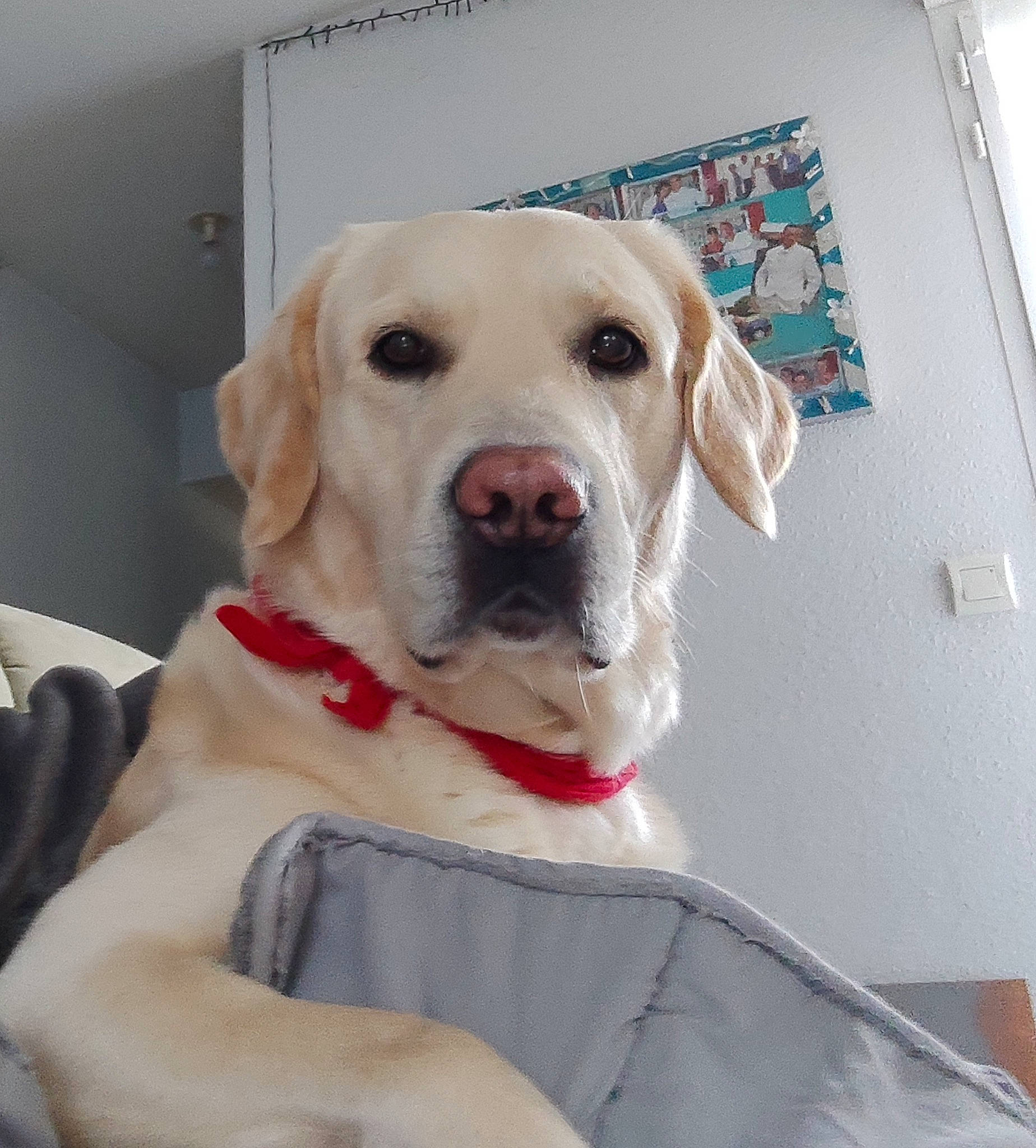 Pollux a rejoint le concours — aidez-le/la à gagner de superbes lots ! canidae, carnivore, collar, companion_dog, dog, dog_breed, dog_collar, dog_supply, fang, fawn, fur, gun_dog, pet_supply, retriever, snout, sporting_group, whiskers, working_animal