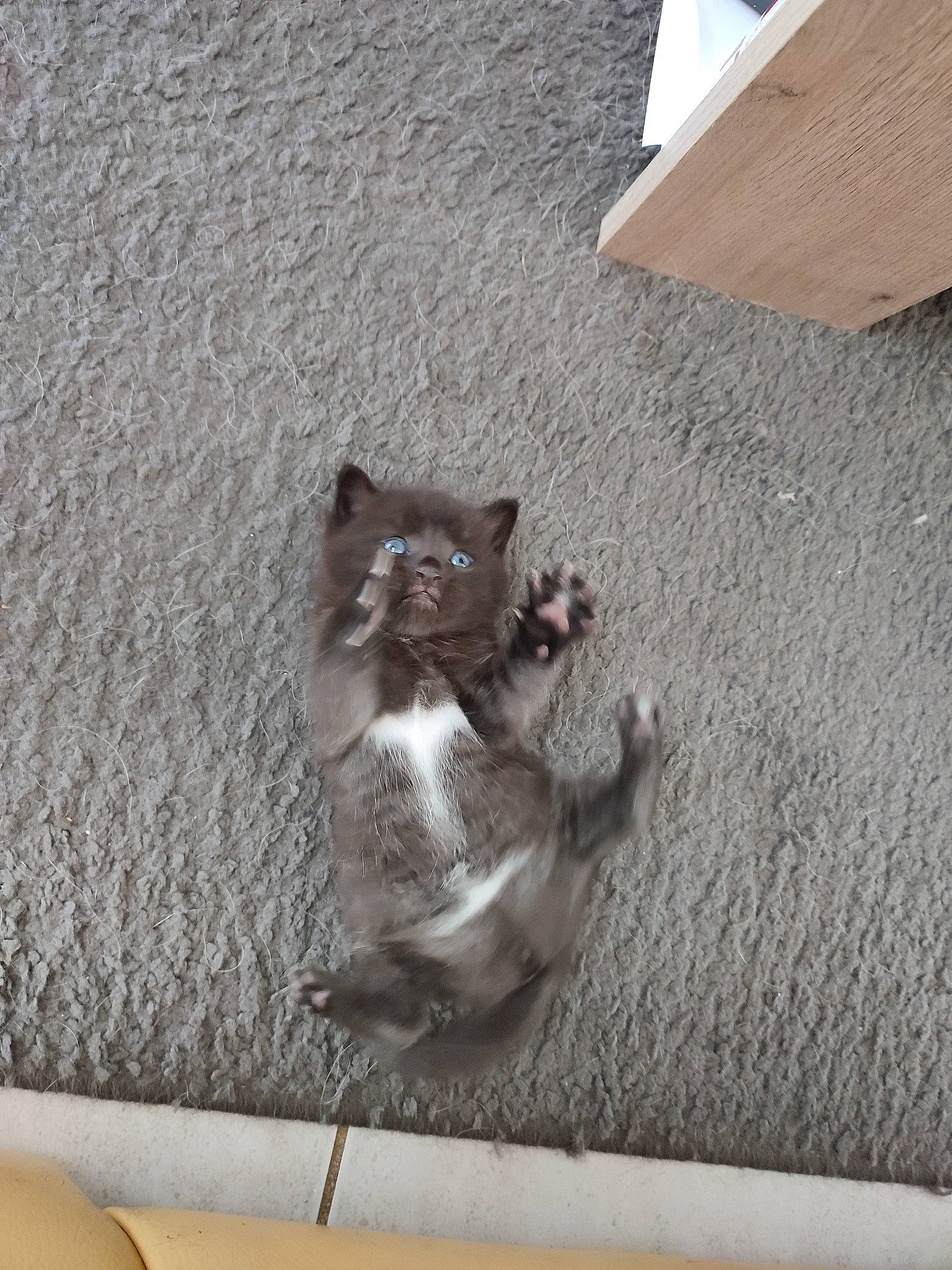 Ruby a rejoint le concours — aidez-le/la à gagner de superbes lots ! asphalt, canidae, carnivore, cat, claw, dog_breed, domestic_short_haired_cat, fawn, felidae, floor, flooring, grey, hardwood, human_leg, paw, road_surface, small_to_medium_sized_cats, tail, whiskers, wood