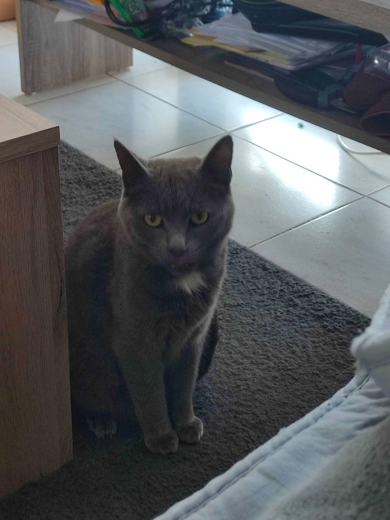 Ruby a rejoint le concours — aidez-le/la à gagner de superbes lots ! black_cat, carnivore, cat, chartreux, domestic_short_haired_cat, felidae, floor, flooring, fur, grey, hardwood, road_surface, small_to_medium_sized_cats, snout, tail, terrestrial_animal, whiskers, wood