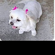 Princess Lily-Ann is registered to the contest to win money with this photo: dog, white_dog, pet, animal, concrete, outdoor, pink_bows, cute, small_dog, tongue_out, blurred, canine, fur, ears, standing, happy, domestic_animal, closeup, side_view, playful