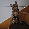 Hermione a rejoint le concours — aidez-le/la à gagner de superbes lots ! cat, staircase, wood, indoor, pet, curious, spotted_cat, animal, feline, looking, head_tilt, sitting, paw, tail, texture, wall, step, domestic, cute, mammal