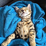 Hermione a rejoint le concours — aidez-le/la à gagner de superbes lots ! cat, kitten, sleeping, blue_blanket, cozy, fur, spots, whiskers, ears, cute, pet, indoor, resting, relaxed, soft_texture, comfort, animal, nap, feline, adorable
