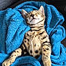 cat, kitten, sleeping, blue_blanket, cozy, fur, spots, whiskers, ears, cute, pet, indoor, resting, relaxed, soft_texture, comfort, animal, nap, feline, adorable