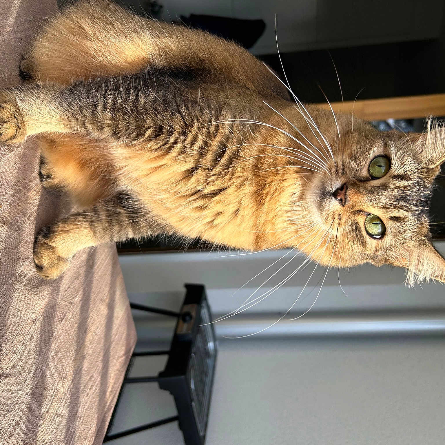 Stella