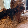 dog, dogs, two_dogs, snuggling, cozy, blanket, fur, curly_fur, black_fur, brown_fur, pet, indoor, window, curtains, relaxed, cute, companion, animal, close_up, resting