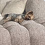 Azel participe au concours pour gagner de l'argent avec cette photo : dog, sleeping, couch, pillows, cozy, indoor, pet, resting, tongue_out, small_dog, furniture, relaxed, home, cute, fur, animal, comfortable, canine, nap, domestic