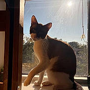 Mazri joined the competition — help win amazing prizes! cat, black_and_white_cat, feline, pet, animal, sitting, window, windowsill, indoors, sunlight, backlighting, portrait, whiskers, ears, paws, tail, wooden_frame, outdoor_view, warm_lighting, home