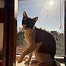 cat, black_and_white_cat, feline, pet, animal, sitting, window, windowsill, indoors, sunlight, backlighting, portrait, whiskers, ears, paws, tail, wooden_frame, outdoor_view, warm_lighting, home