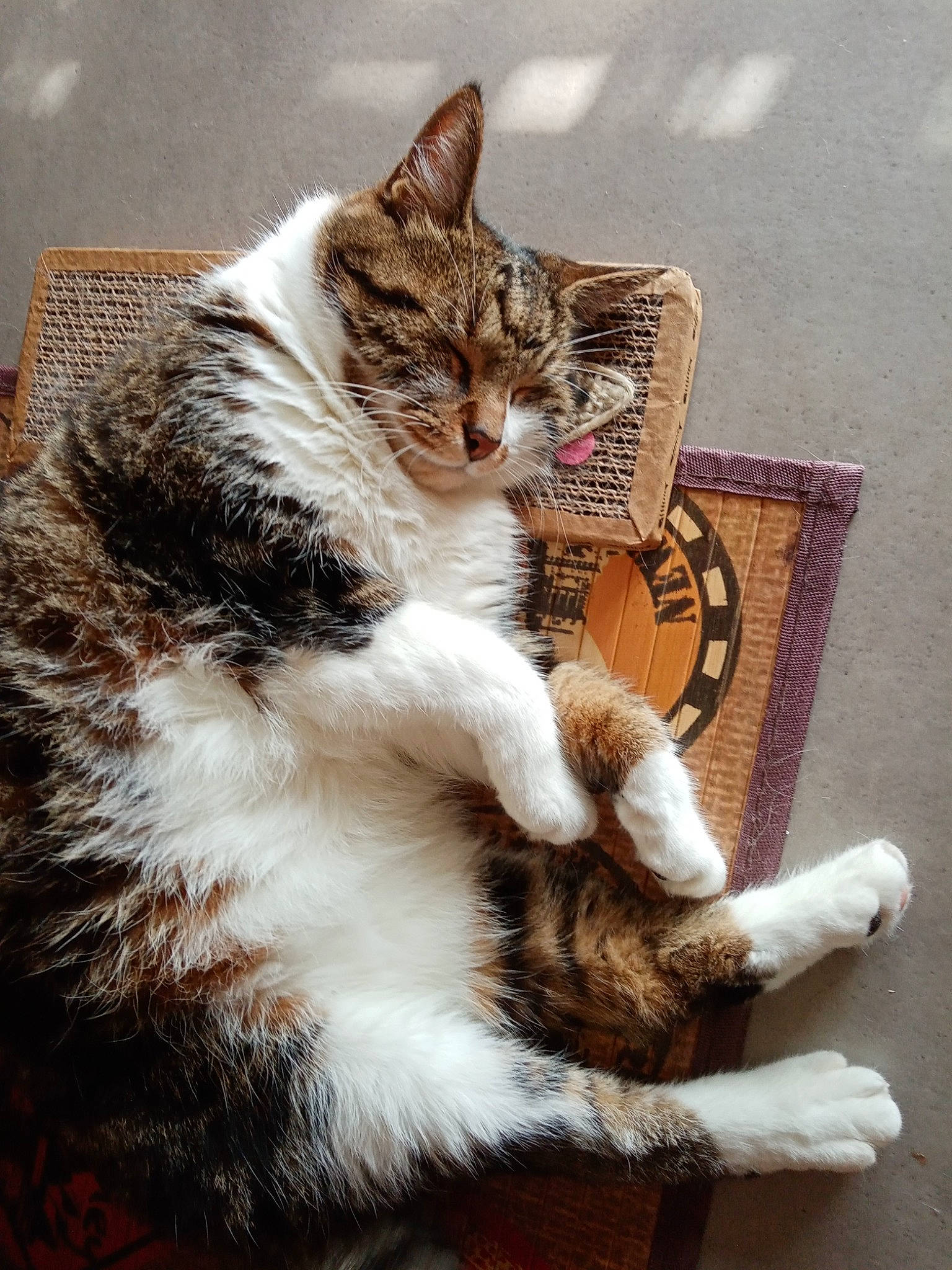 Chenapan participe au concours pour gagner de l'argent avec cette photo : art, carnivore, cat, claw, domestic_short_haired_cat, fawn, felidae, foot, fur, human_leg, paw, sitting, small_to_medium_sized_cats, snout, street, tail, terrestrial_animal, whiskers, wood