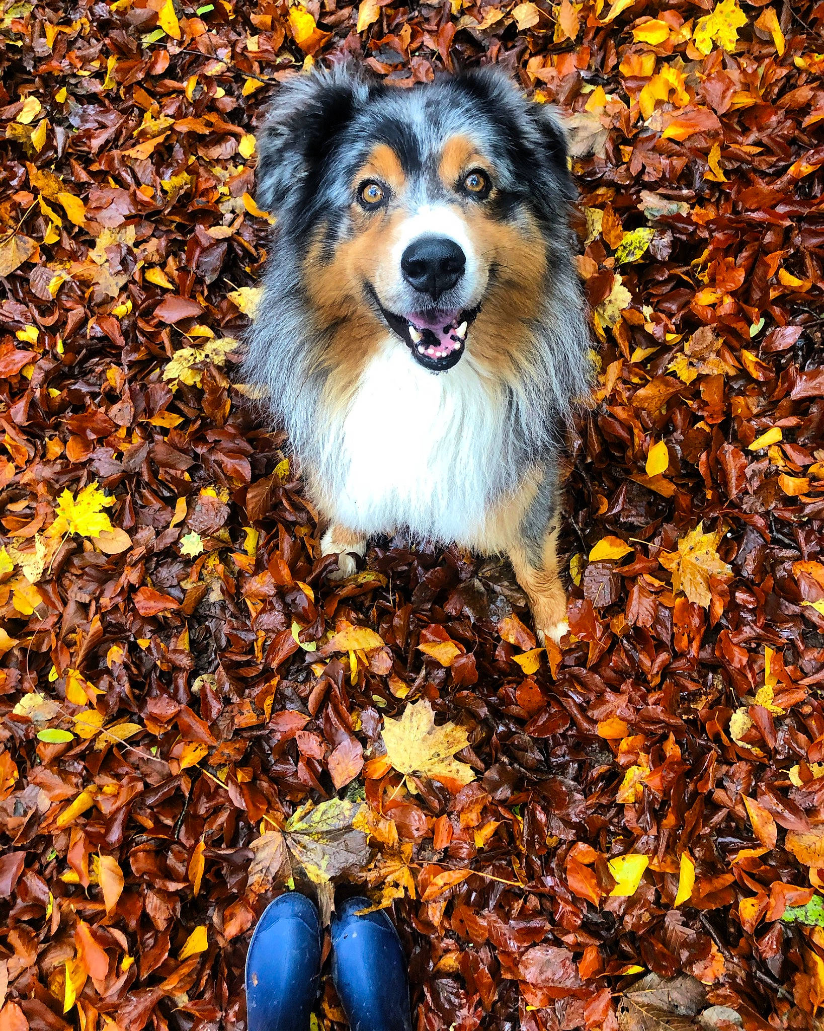 Houston a rejoint le concours — aidez-le/la à gagner de superbes lots ! australian_shepherd, autumn, border_collie, canidae, carnivore, companion_dog, dog, dog_breed, english_shepherd, herding_dog, leaf, mammal, plant, rough_collie, shetland_sheepdog, sporting_group, tree, working_dog